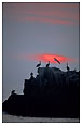 birds on ocean rock at sunset